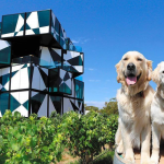 d’arenberg dogs