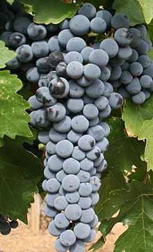 Cabernet Sauvignon